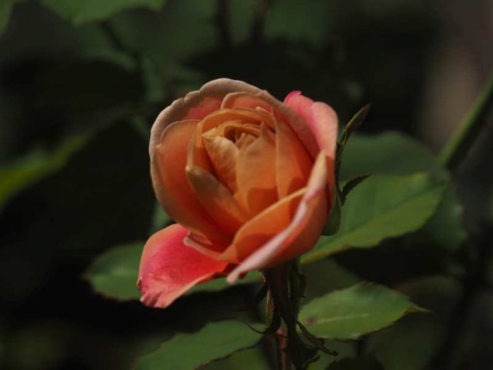 Pb060935