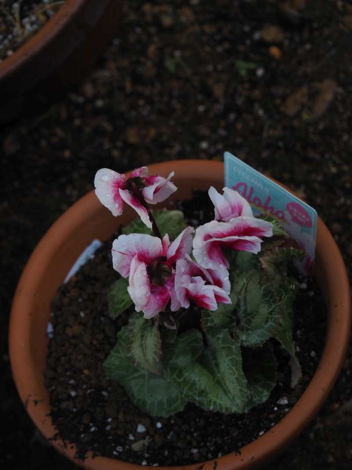 Pb060942