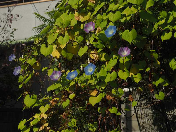 Pb060944
