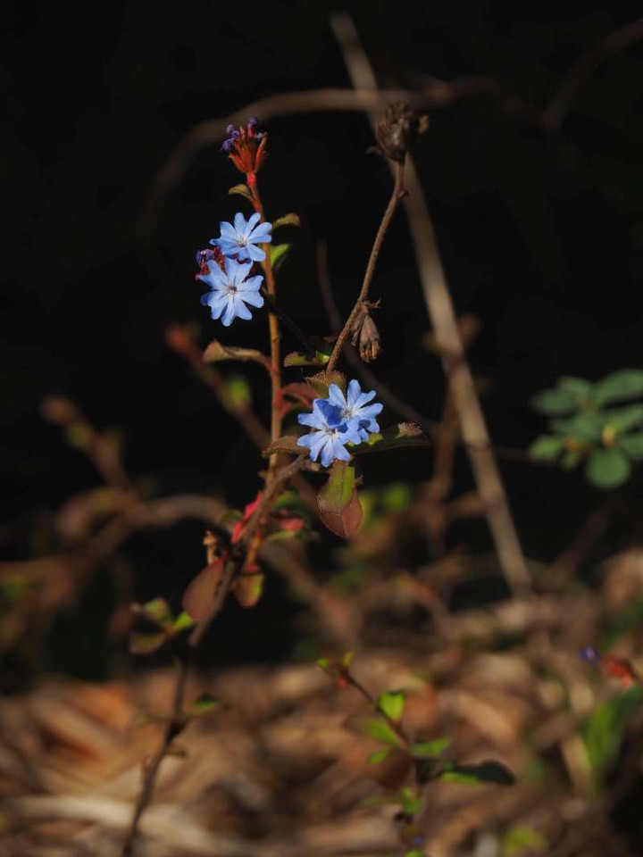 Pb060946