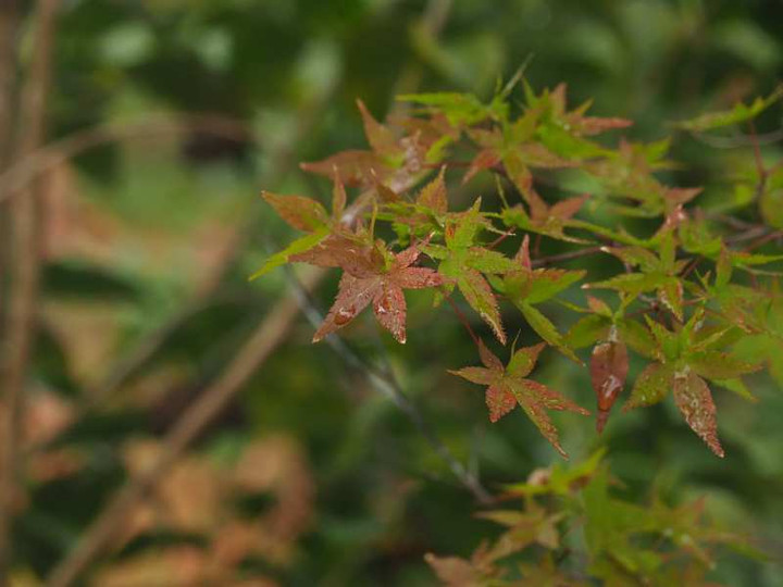 Pb070960