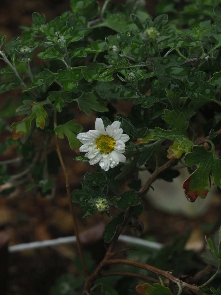 Pb070964