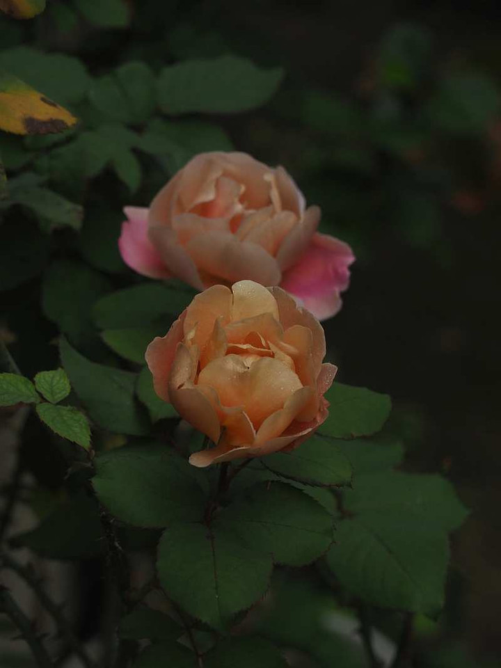 Pb070966