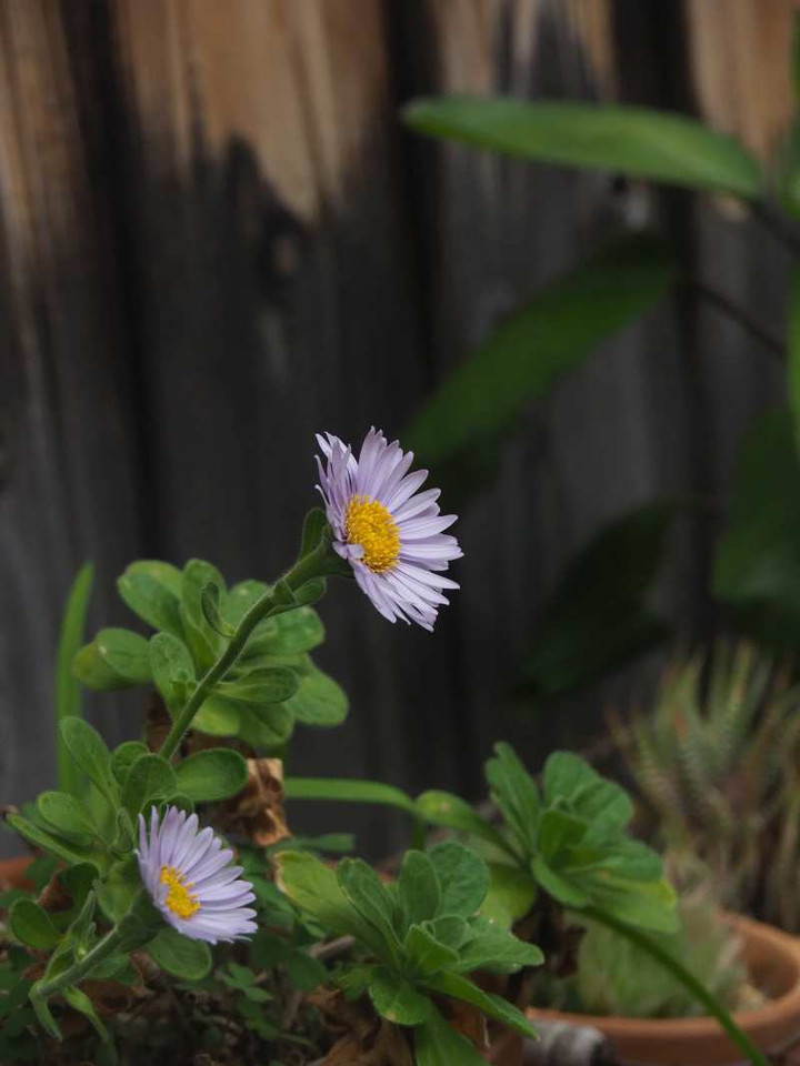 Pb070967