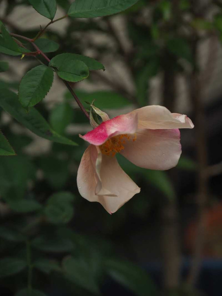 Pb070970