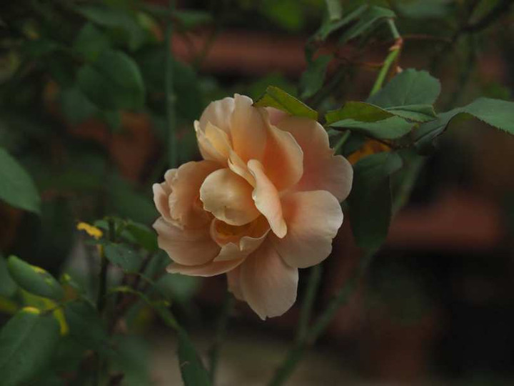 Pb070974