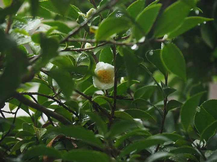 Pb070977