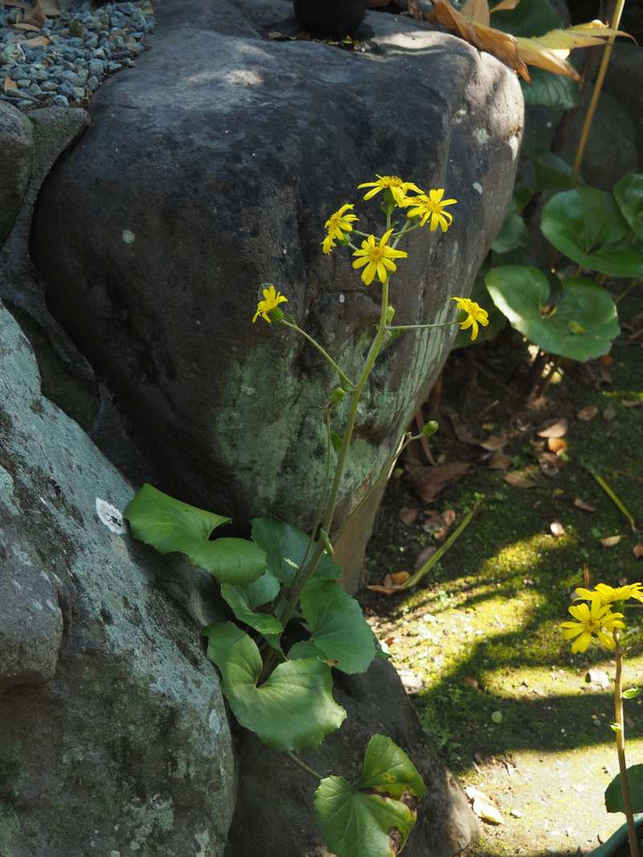 Pb110981