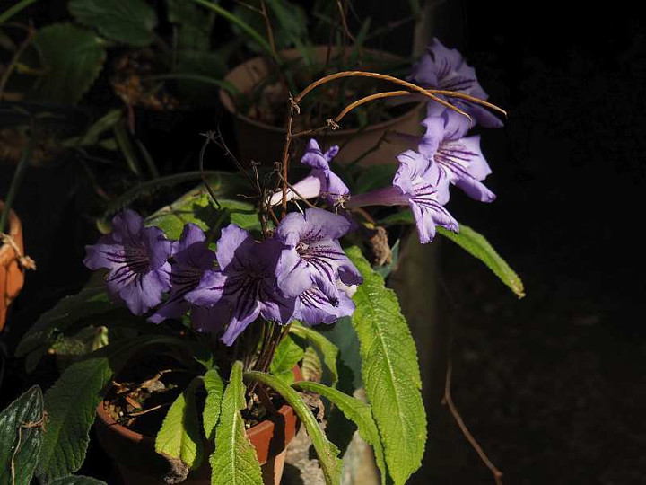 Pb110993