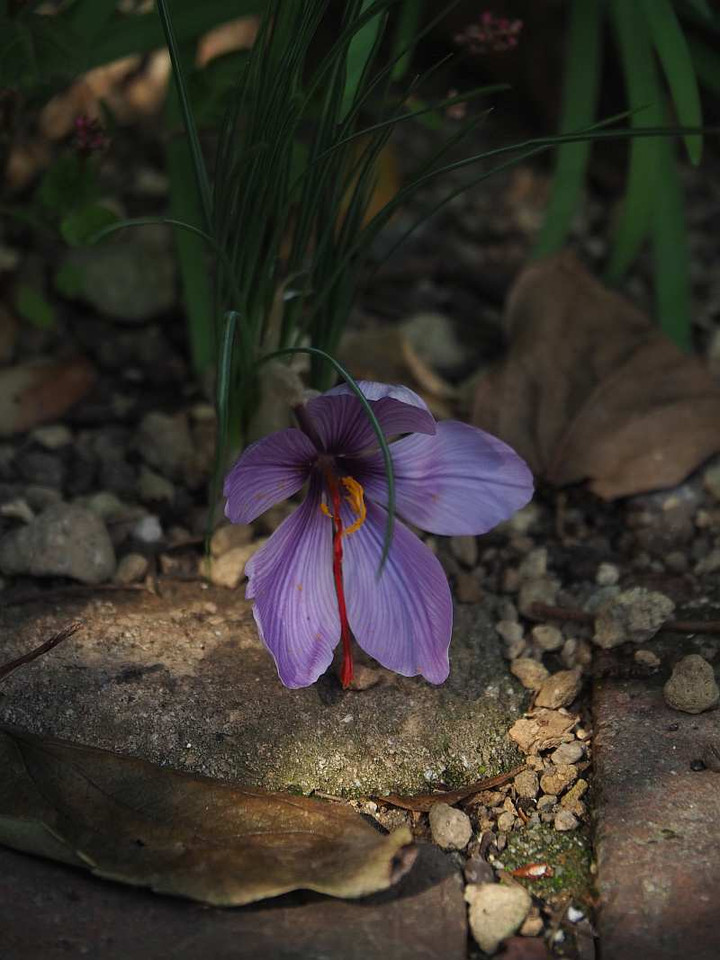 Pb110996
