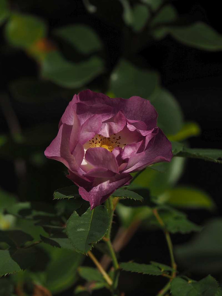 Pb111001