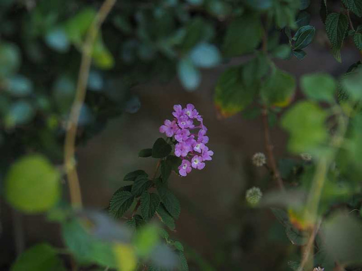 Pb121025