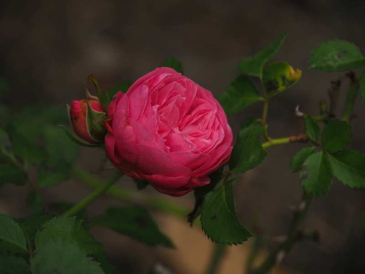 Pb131049