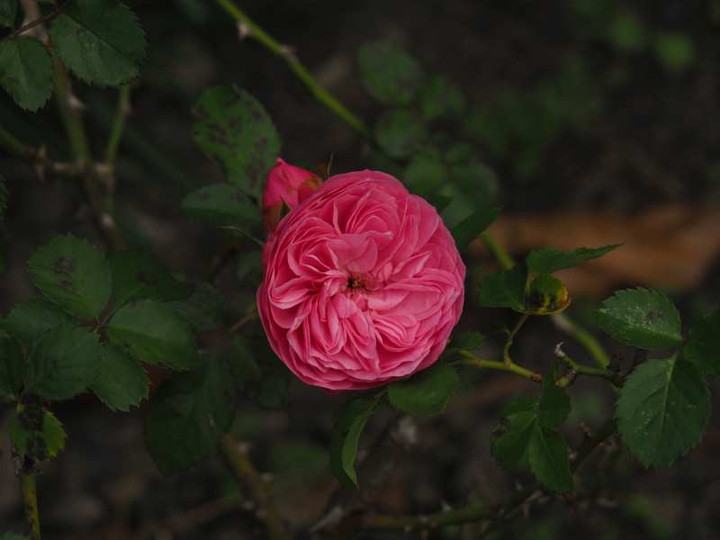 Pb161097