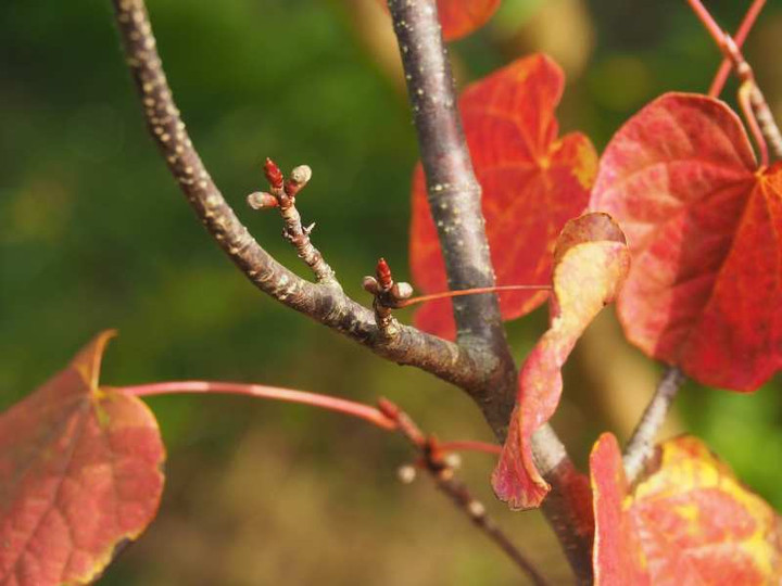 Pb161110