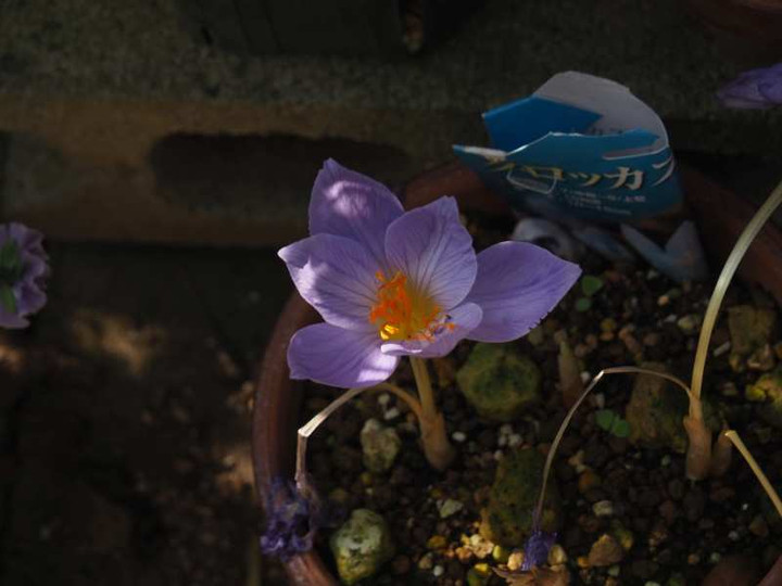 Pb181170