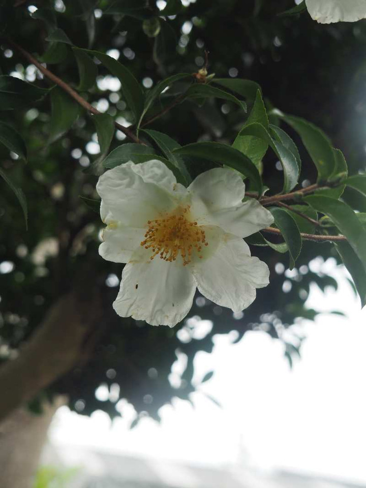 Pb191230