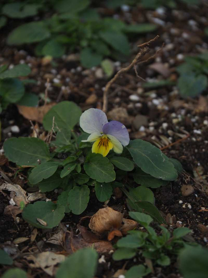 P1123629