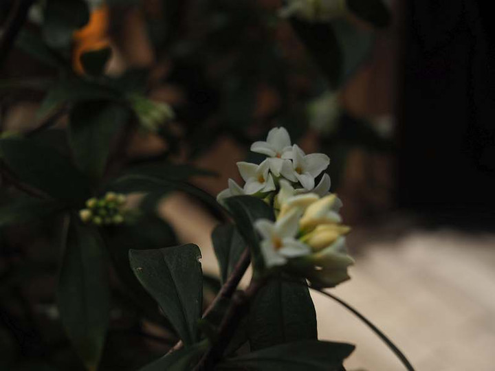 P2255703sirobana_jinntyouge