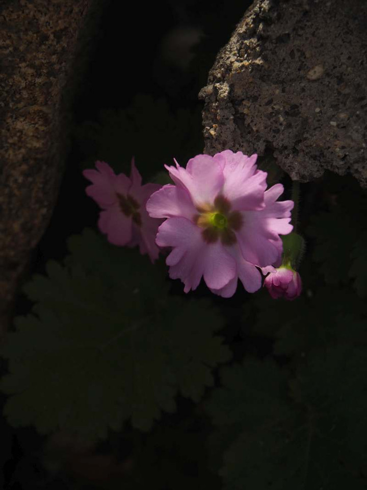 P3016183