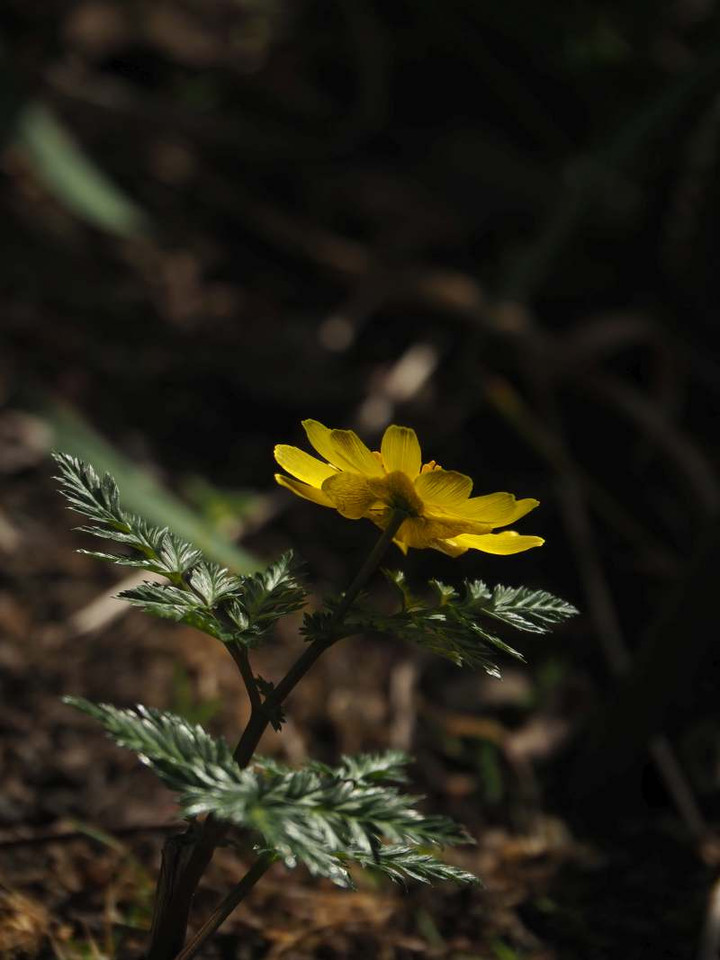 P3016219