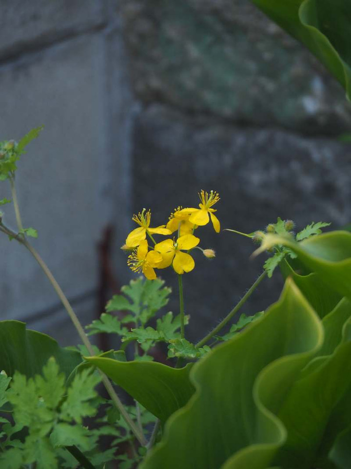 P3036285