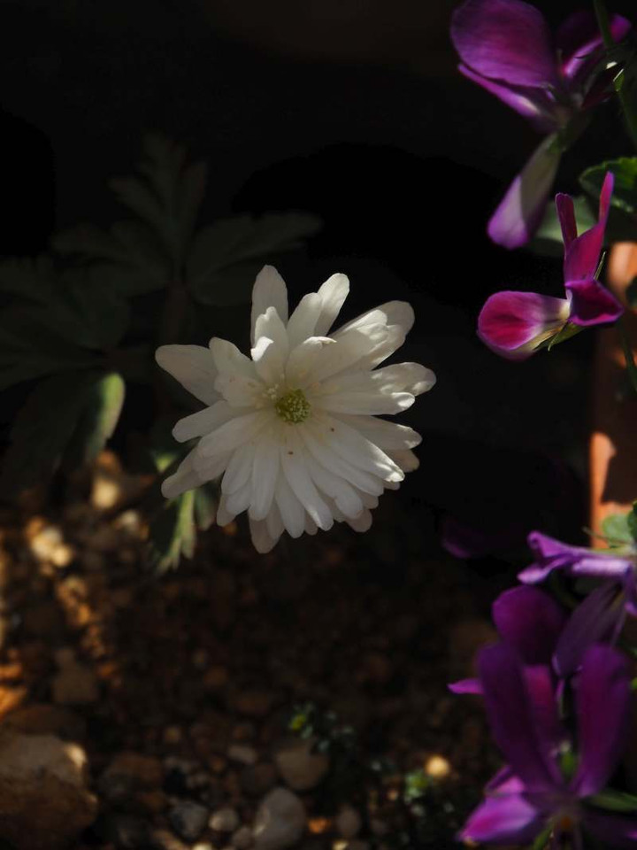 P3036288