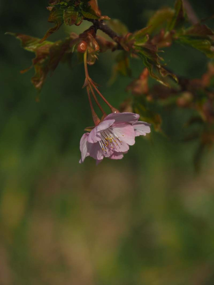 P3036297
