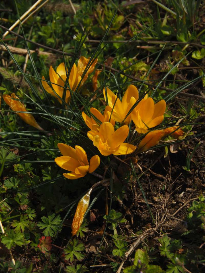 P3036306