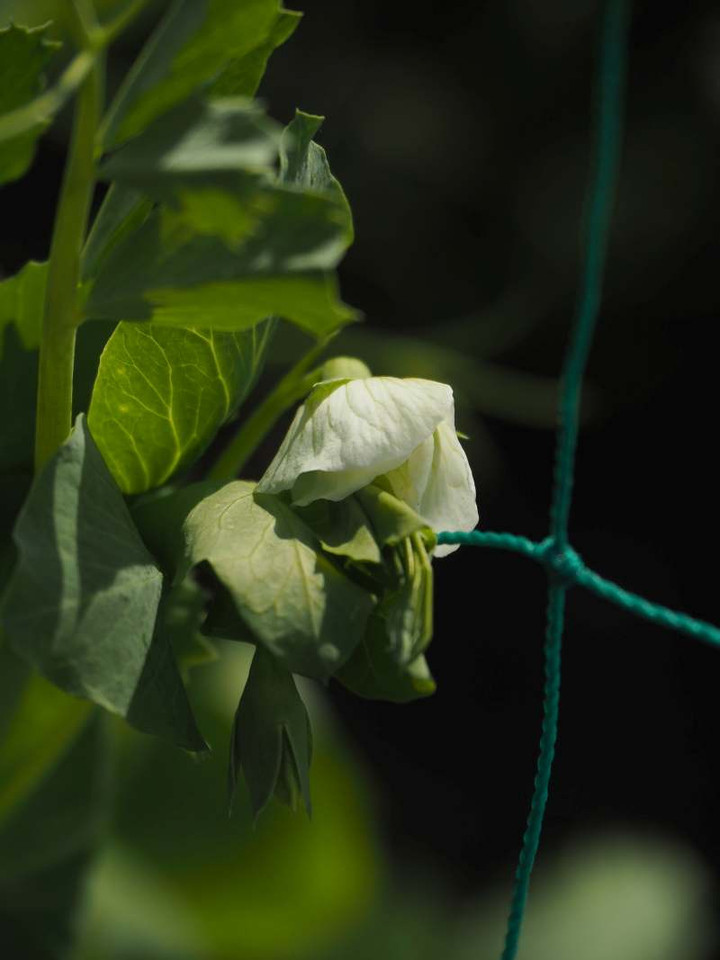 P3036307