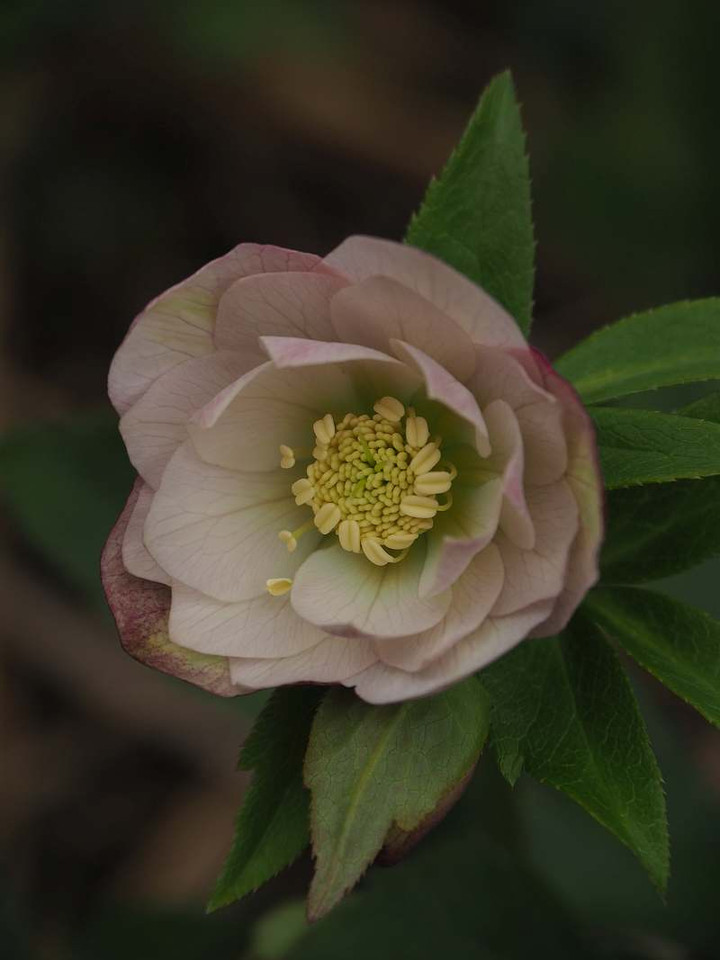 P3046375