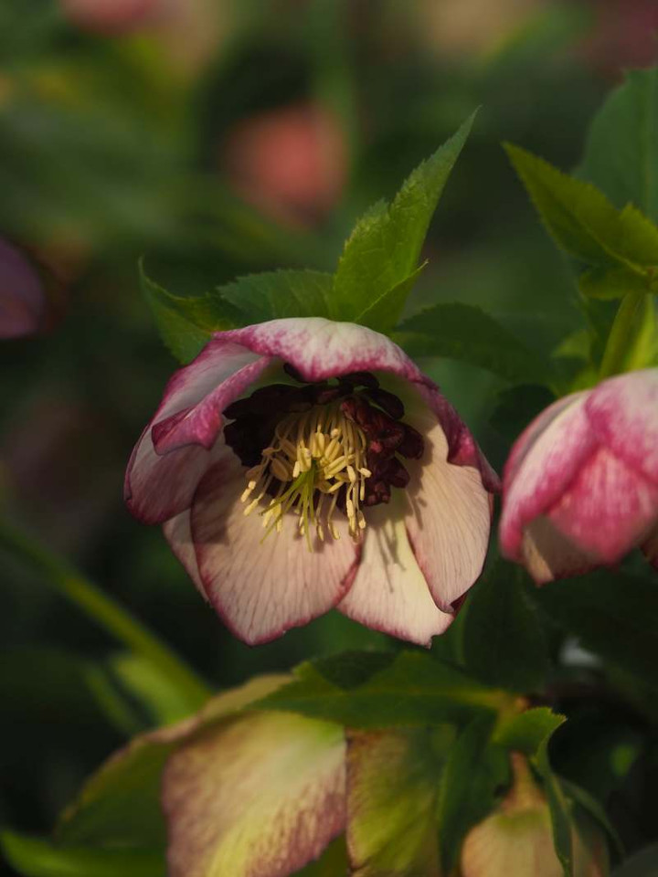 P3086888
