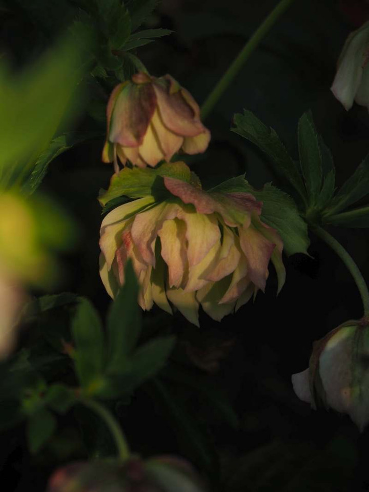 P3086890