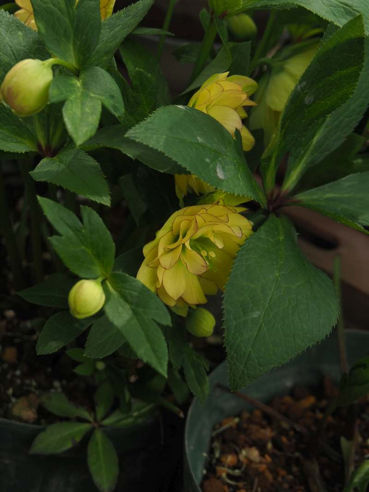 P3096905