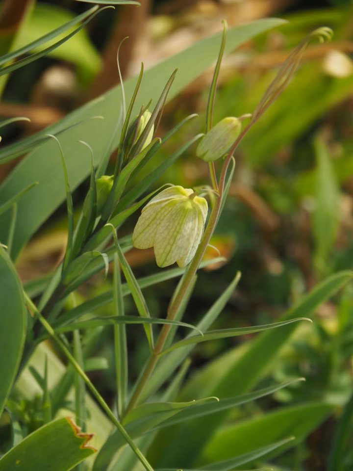 P3096912