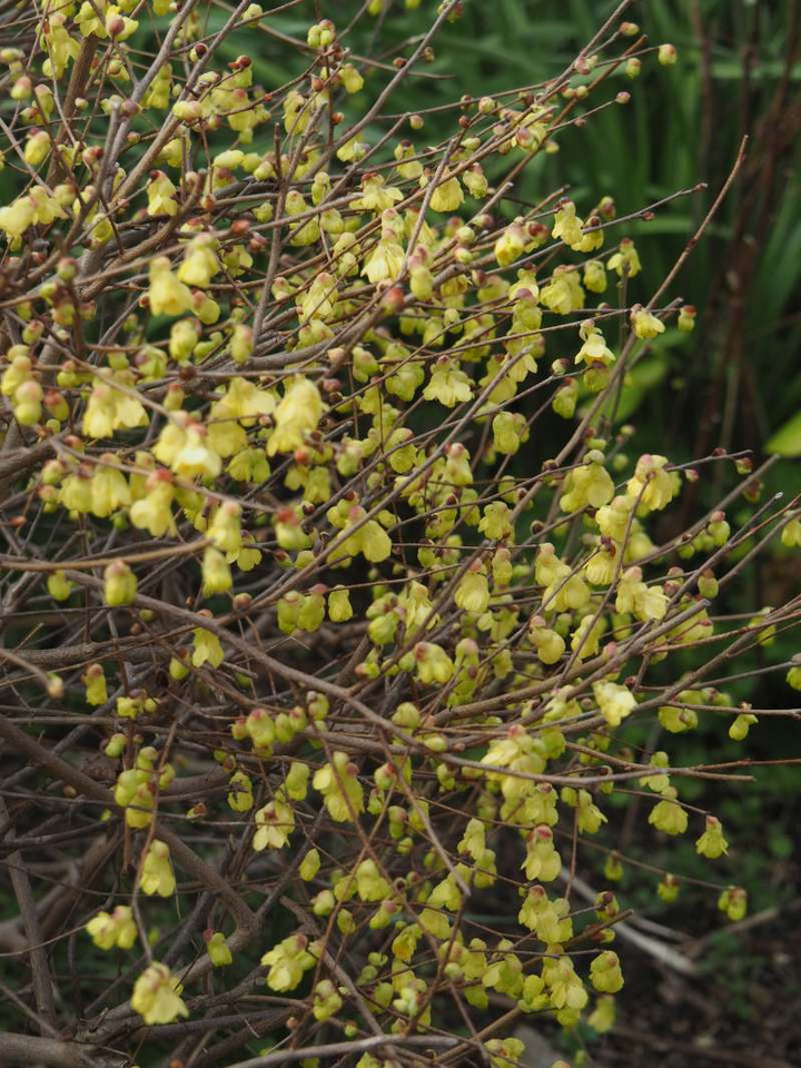 P3096935