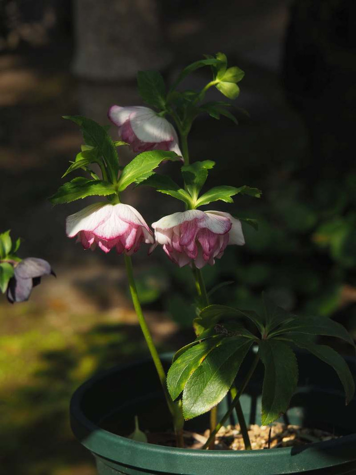 P3106942m