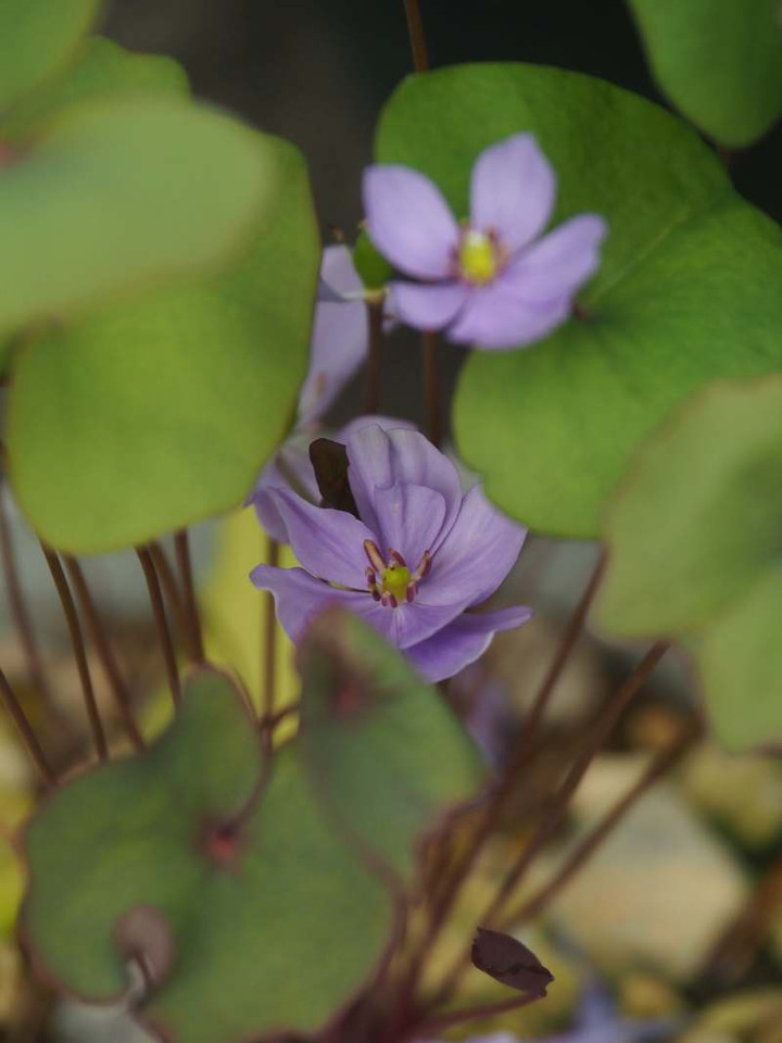 P3167396