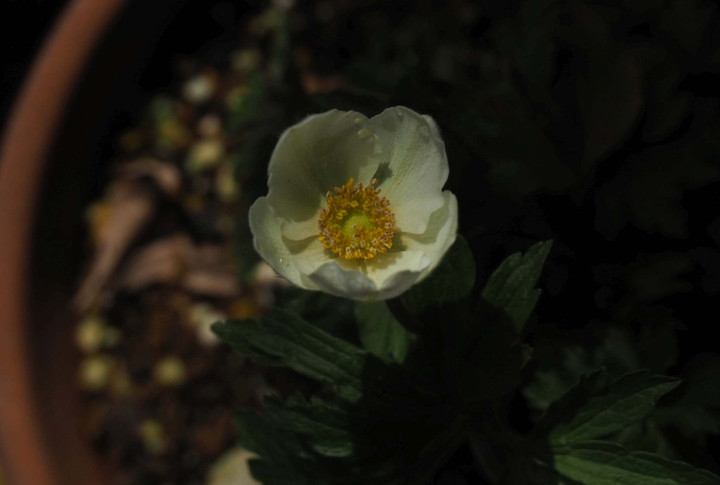 P3187470anemonesirubesutoriru