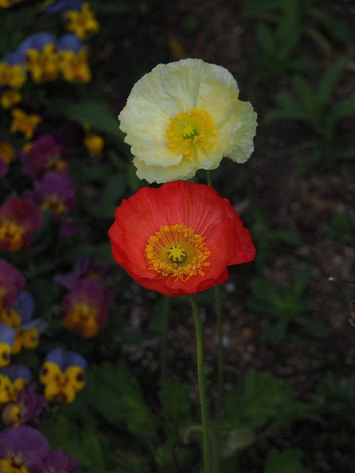 P3197493