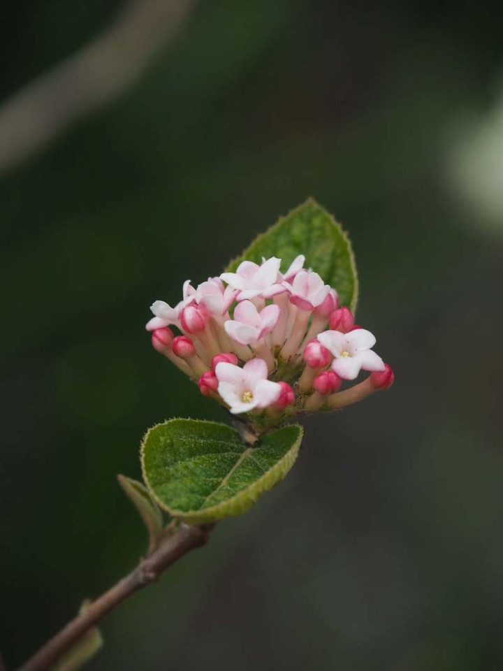 P3227694