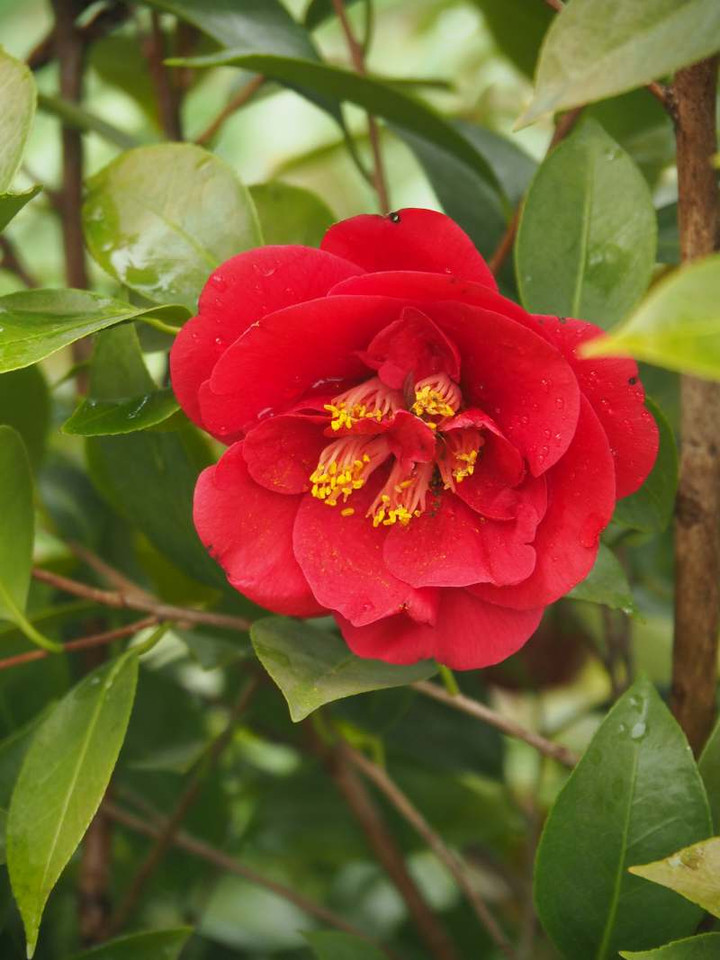 P3258074
