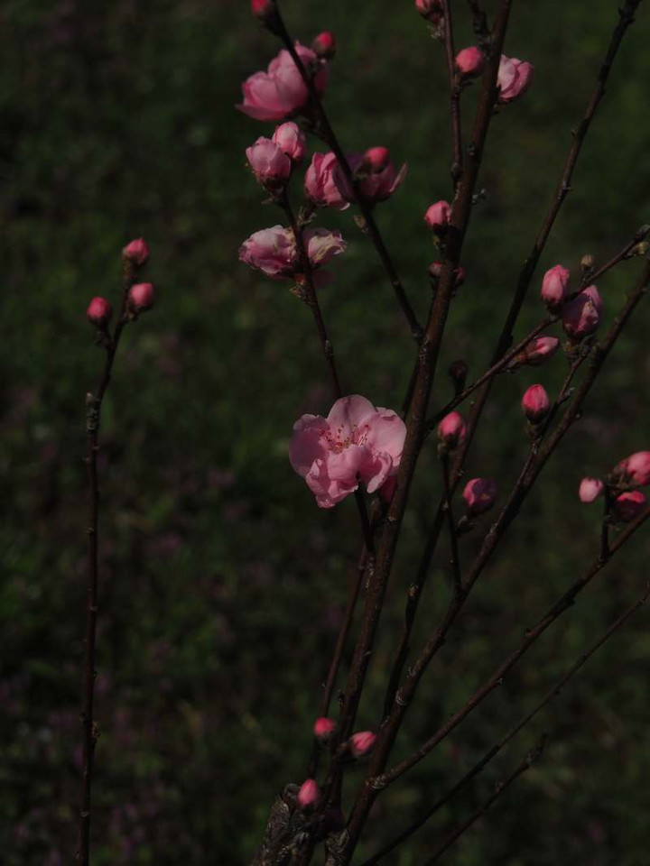P3258116