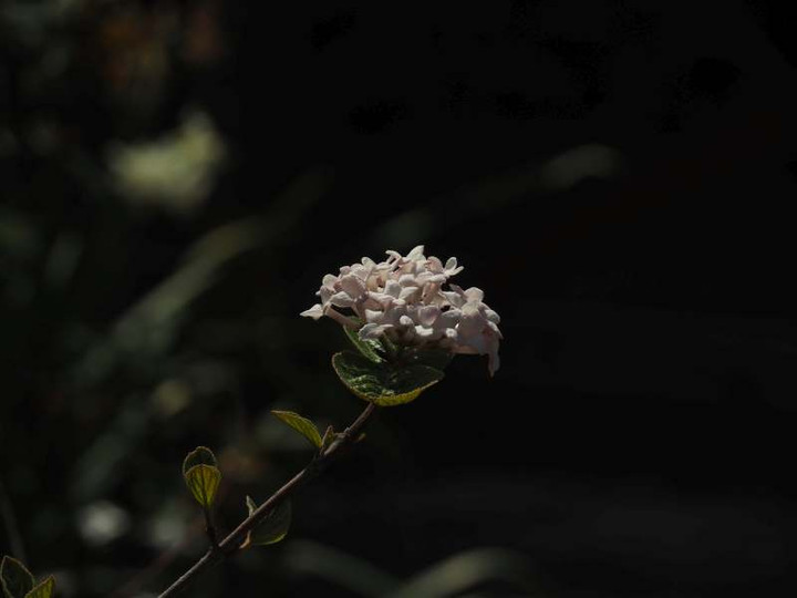 P3268159