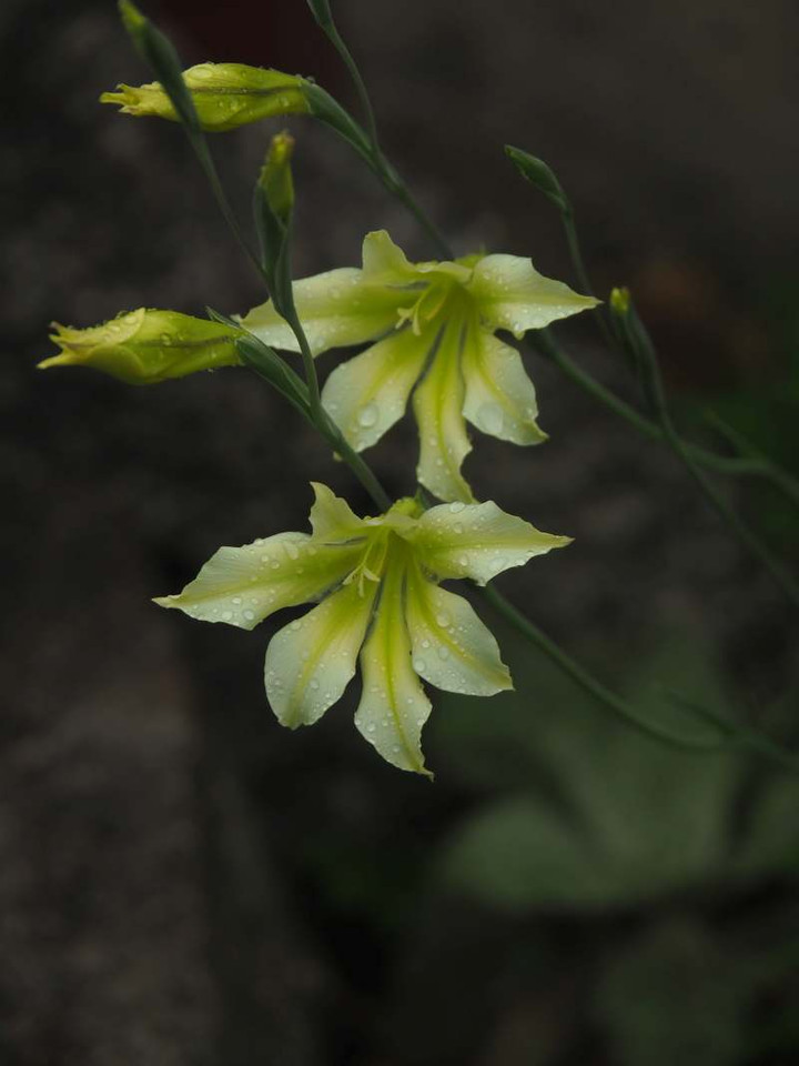 P3288690
