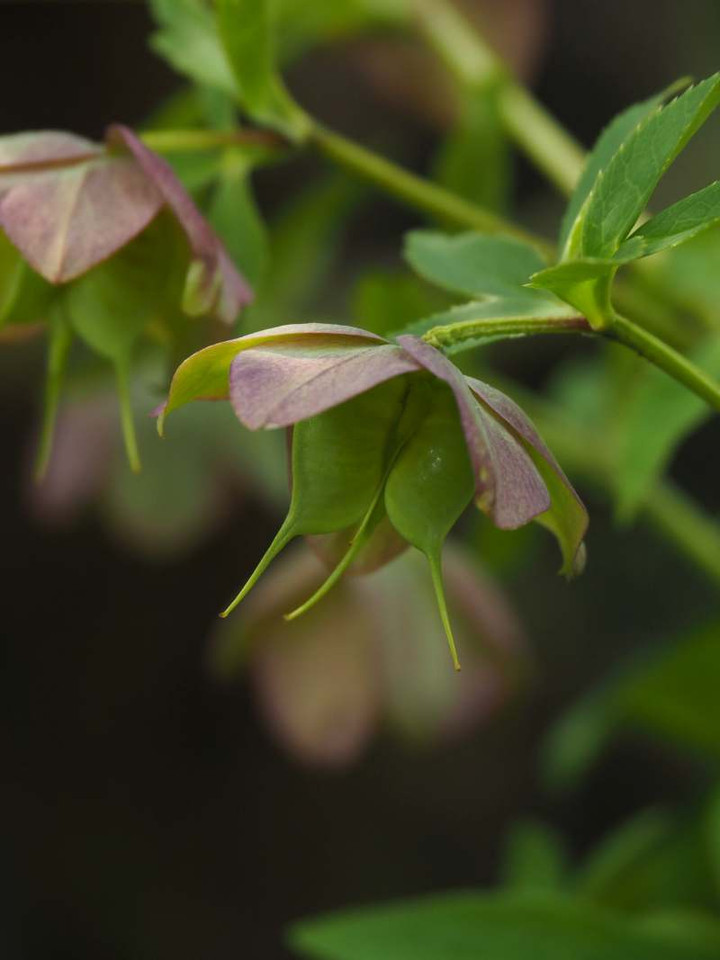 P3298747