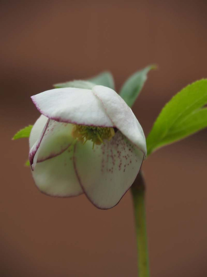 P3298756