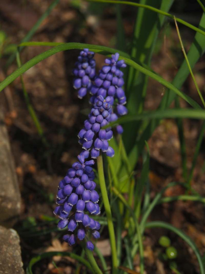 P3298785