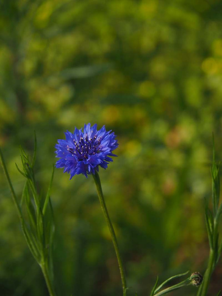 P3298793k