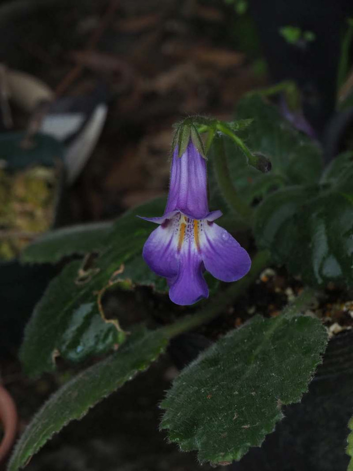 P4028931